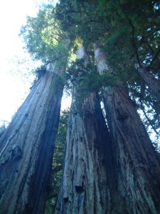 The redwood trees of Big Basin State Park