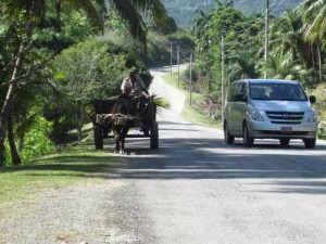 ox driven cart