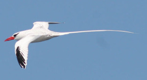 TropicBird