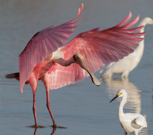 RoseateSpoonbill12