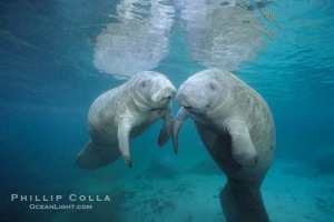 west-indian-manatee-picture-02629-293659