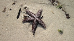 Beach litter, the nice kind